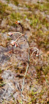 Image of Haemodorum tenuifolium A. Cunn. ex Benth.