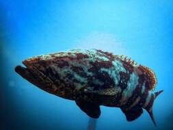 Image of Atlantic Goliath Grouper