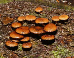 Image of Psathyrella echinata (Cleland) Grgur. 1997