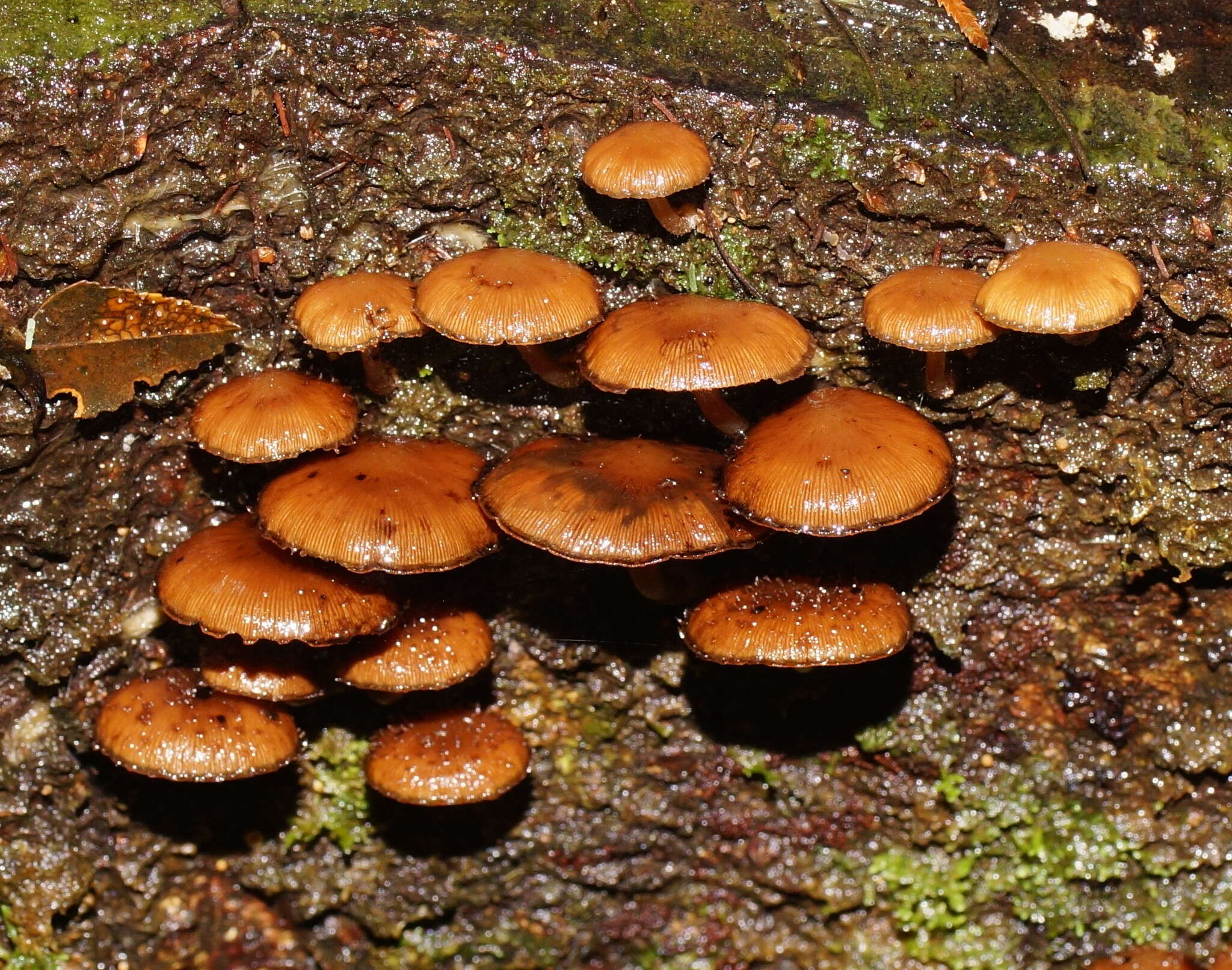 Image of Psathyrella echinata (Cleland) Grgur. 1997