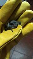 Image of Argentine Brown Bat