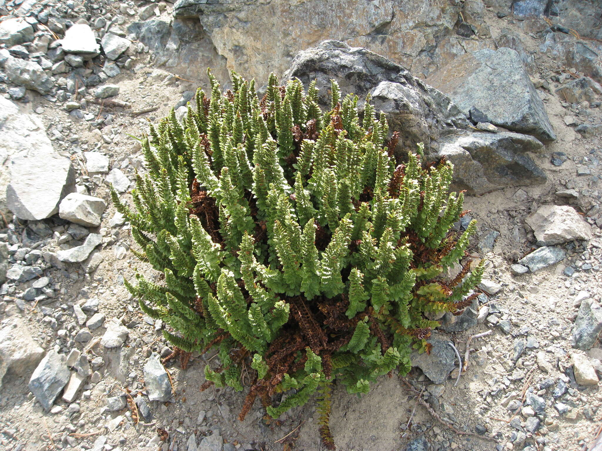 Image de Polystic de Lemmon