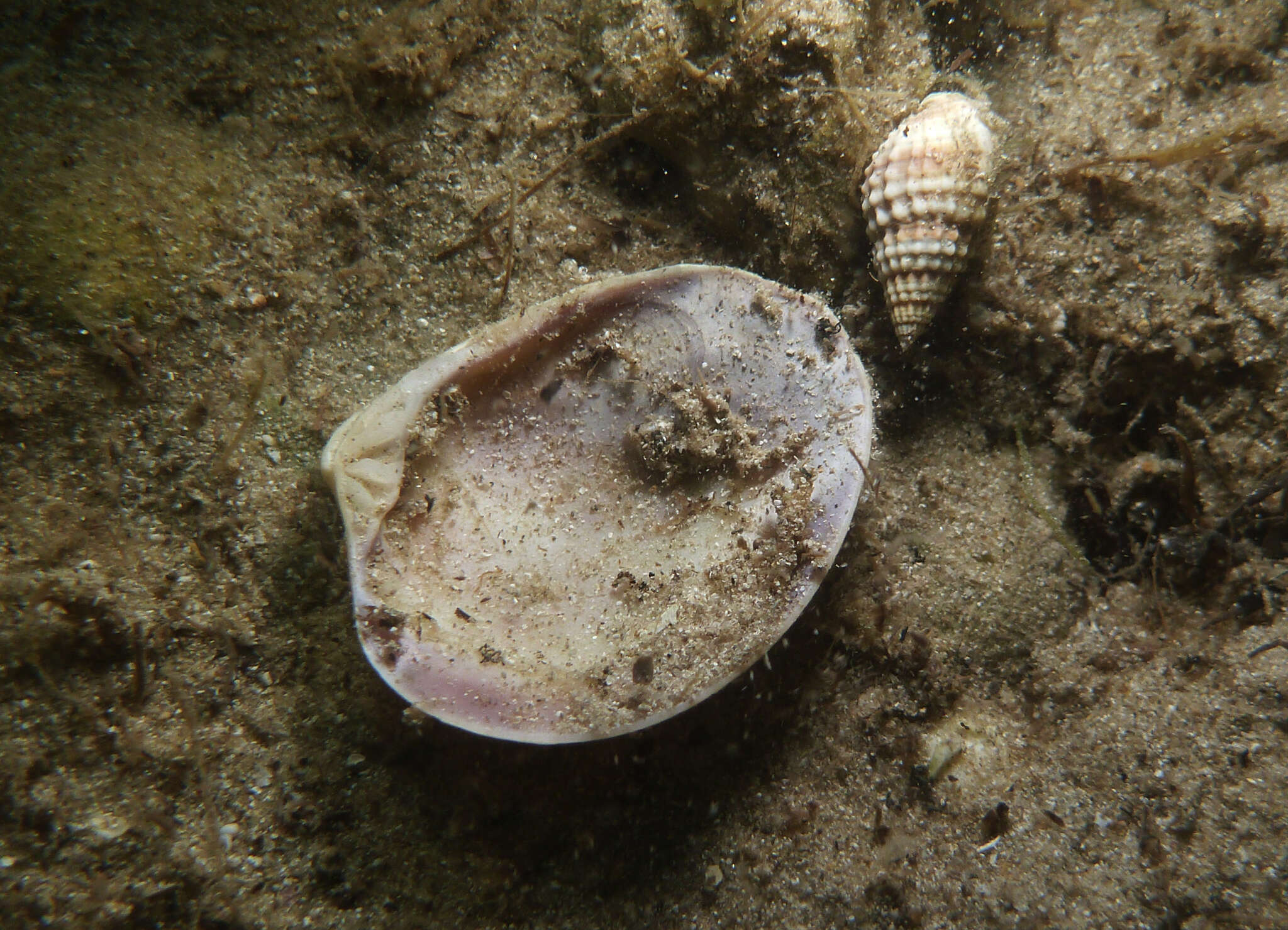 Katelysia scalarina (Lamarck 1818) resmi