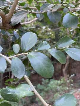 Image of Suregada africana (Sond.) Müll. Arg.