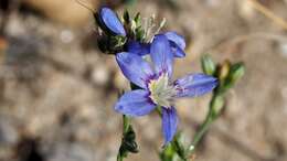 Image of sapphire woollystar