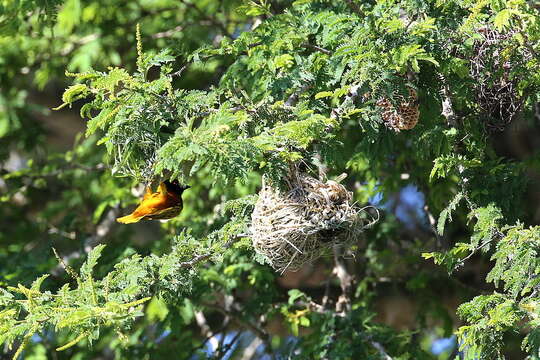 Image of Lufira Masked Weaver