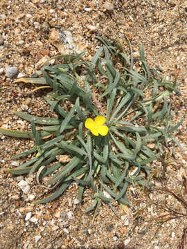 Image of Camissoniopsis pallida (Abrams) W. L. Wagner & Hoch