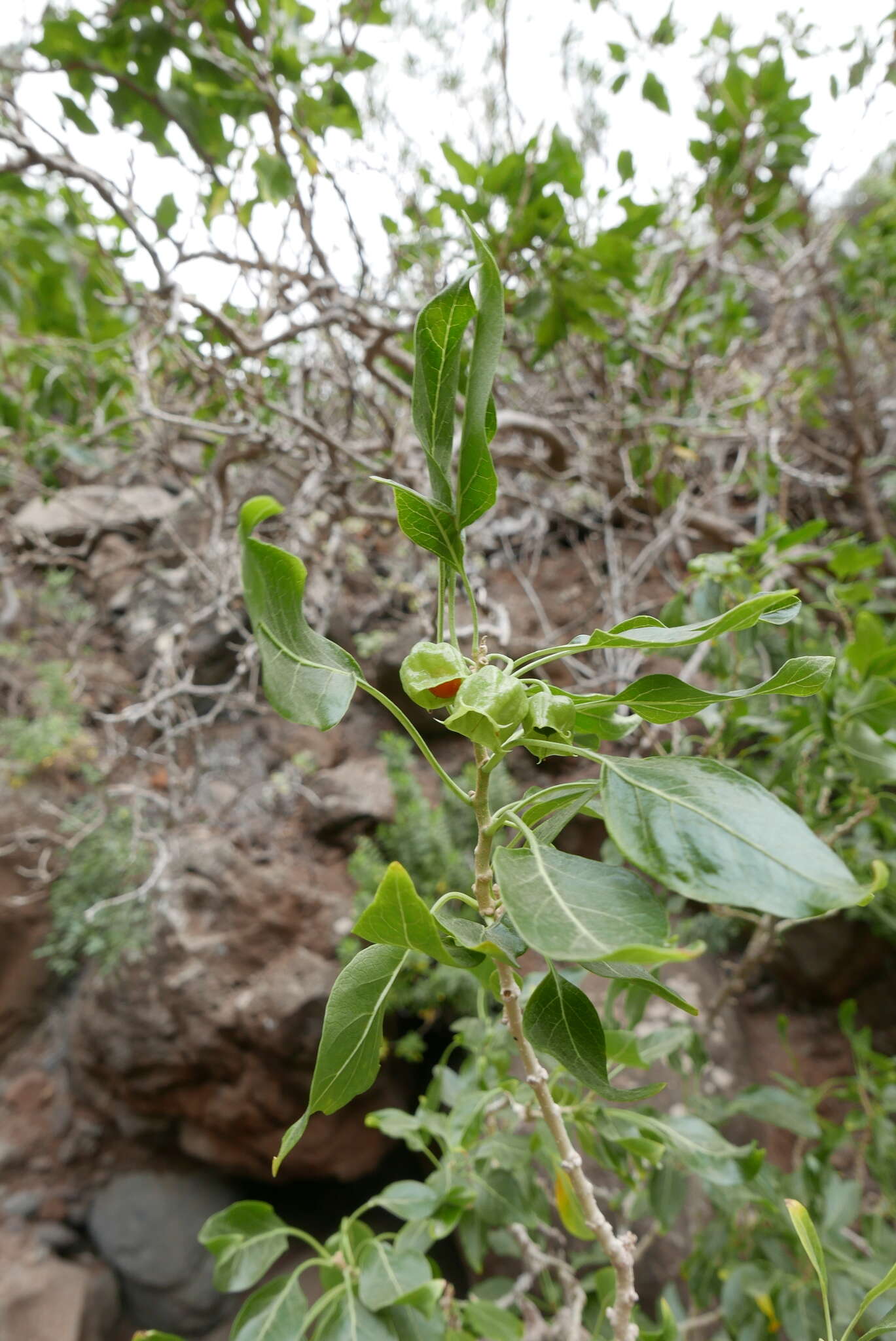 Image of Withania aristata (Ait.) Pauq.