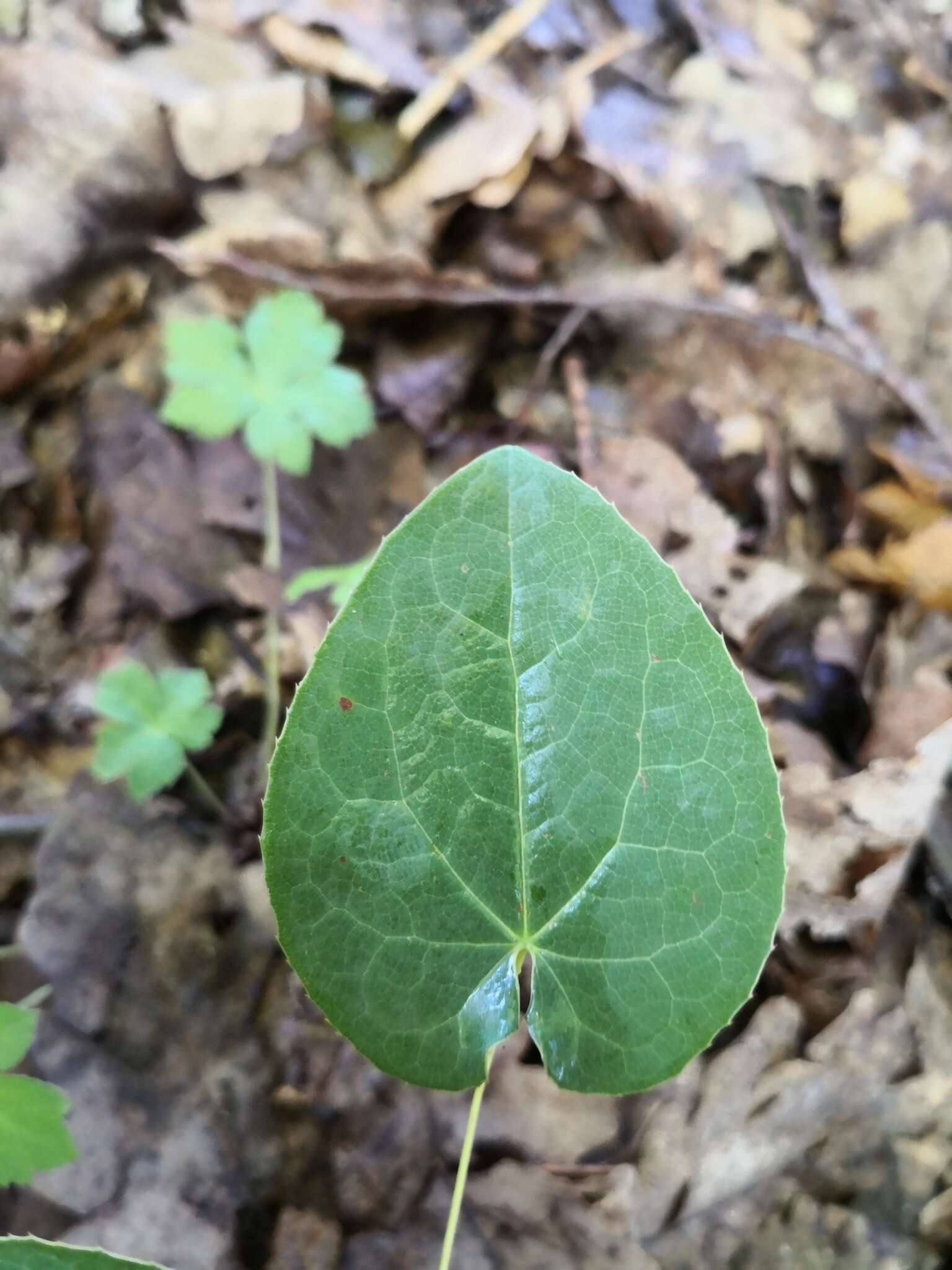 Image of Epimedium pinnatum subsp. colchicum (Boiss.) N. Busch