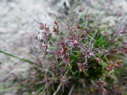 Juncus bulbosus L. resmi