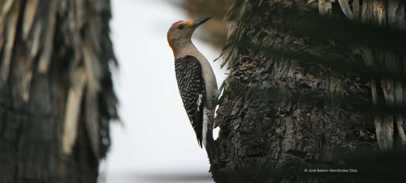 Image of Golden-fronted Woodpecker