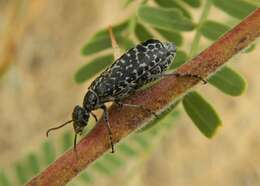 Image of Epicauta (Epicauta) pardalis Le Conte 1866