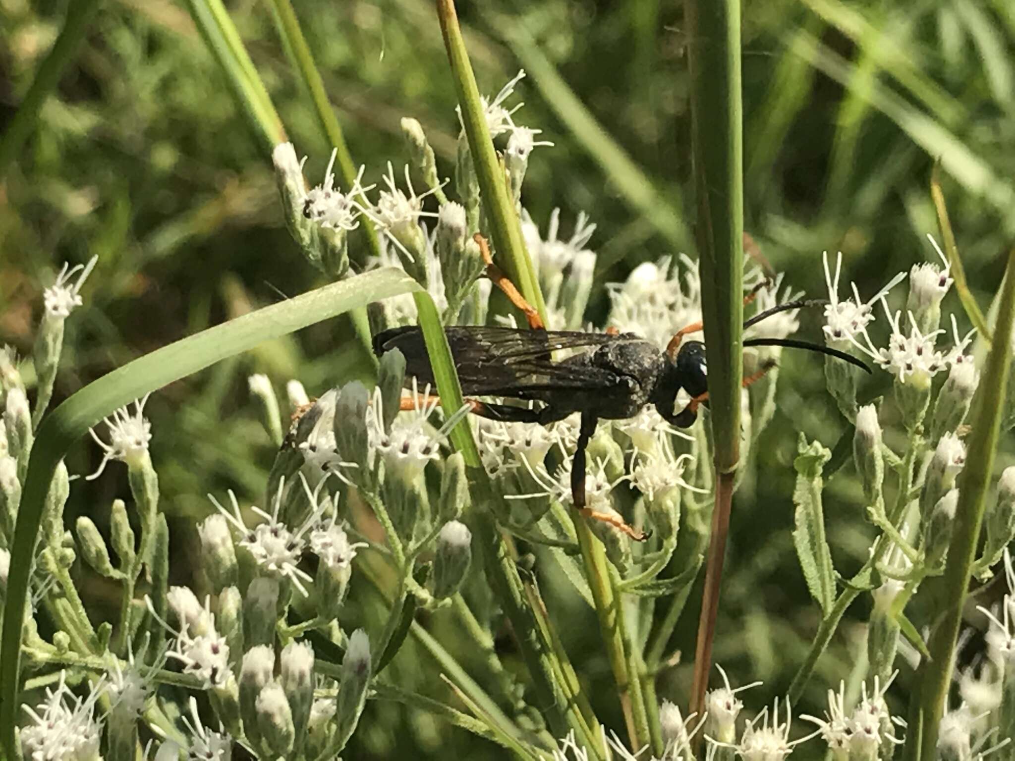 Image of Katydid Wasp