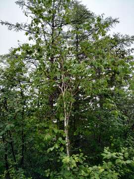 Image of Betula ermanii var. lanata Regel