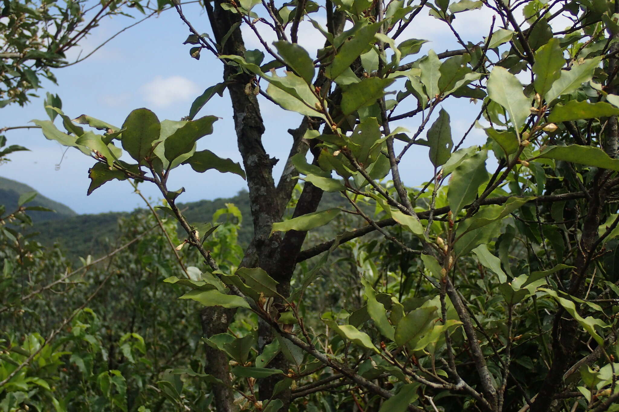 Image of Elaeagnus thunbergii Servettaz