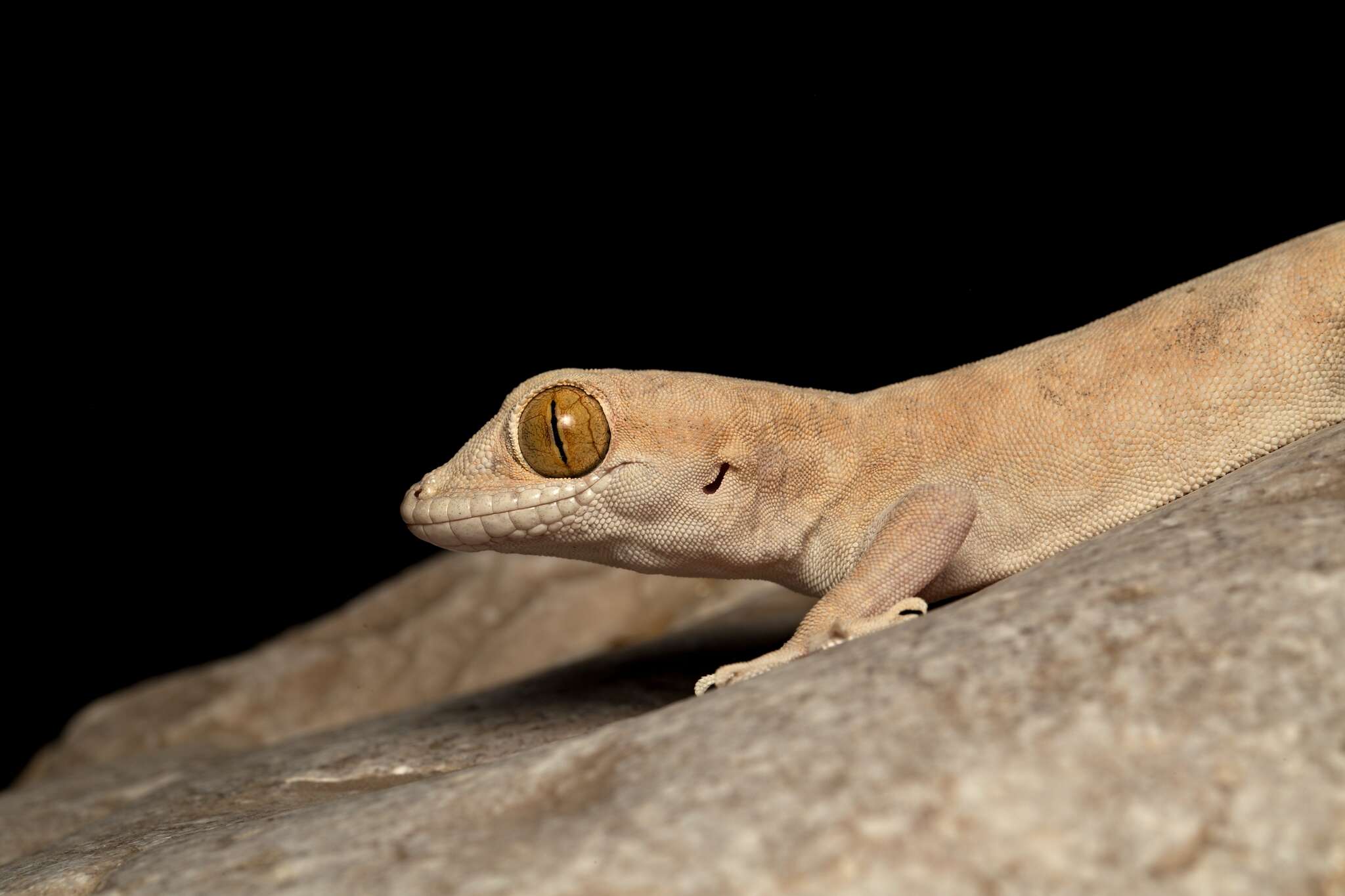 Слика од Hemidactylus lemurinus Arnold 1980