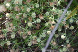 Eryngium aromaticum Baldw. resmi