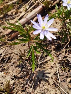 Image of Anemone pseudoaltaica Hara