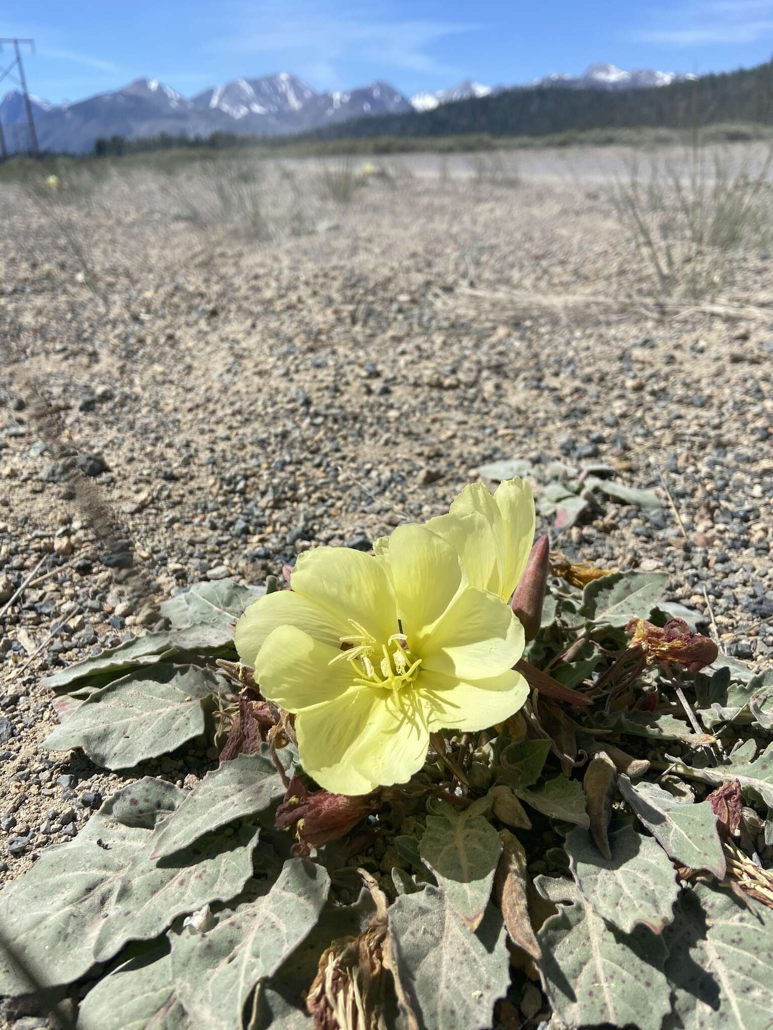 Imagem de Oenothera xylocarpa Coville