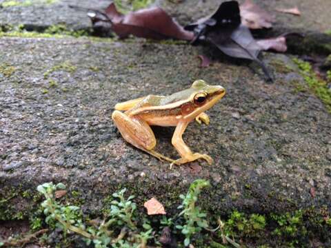 Image of Common Green Frog