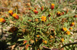 Image of fetid marigold