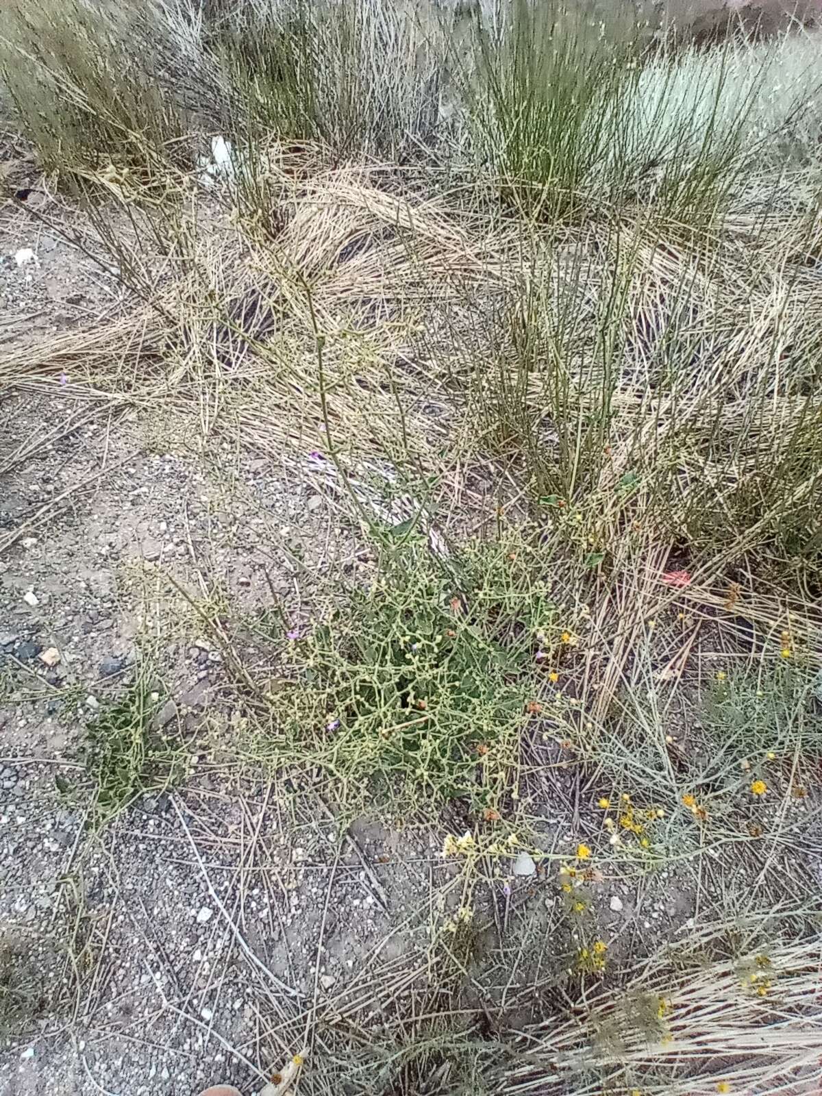 Image of Mirabilis ovata (Ruiz & Pav.) Meigen