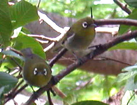 Image of Green-backed White-eye