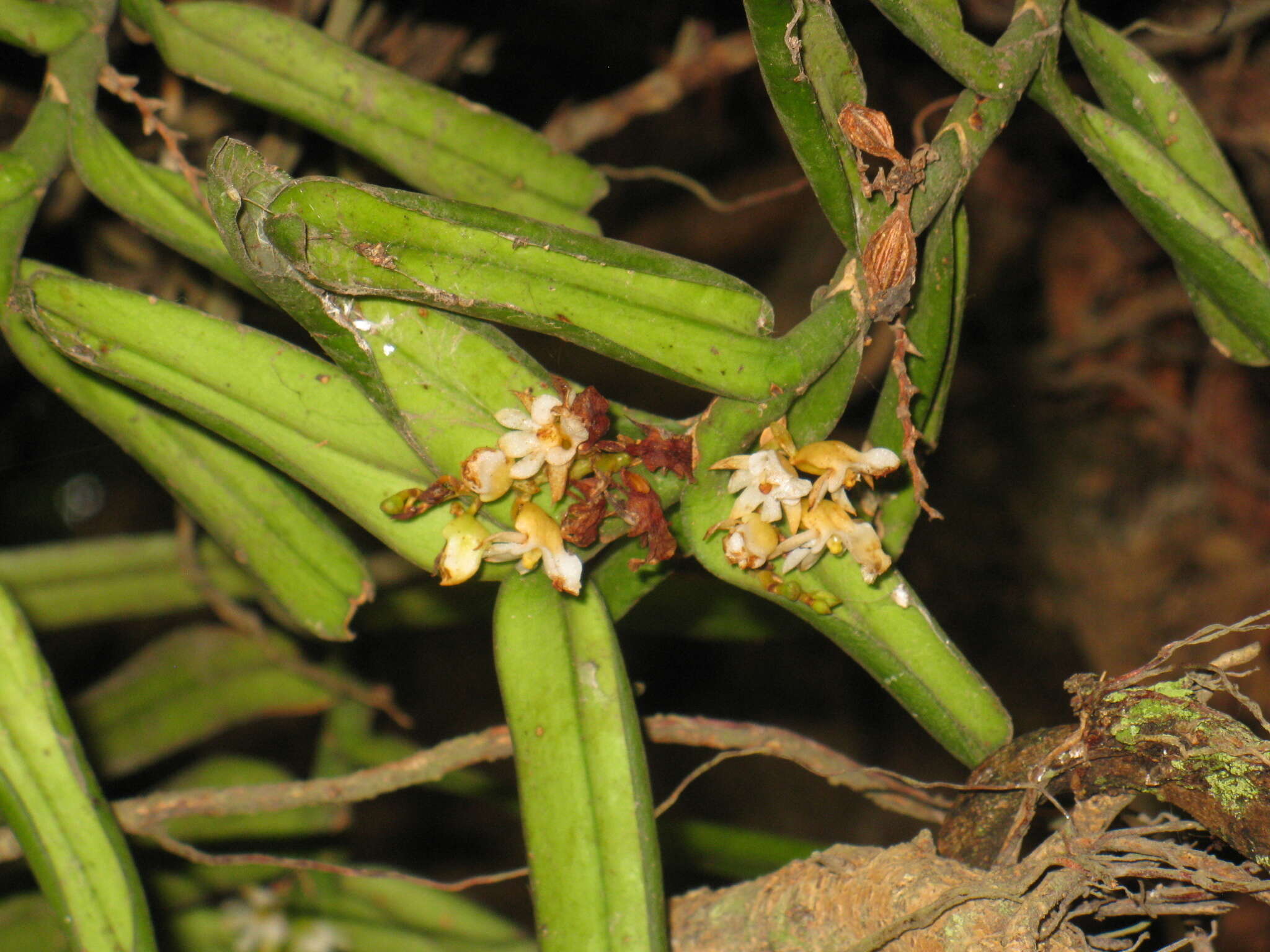 Image of Calyptrochilum