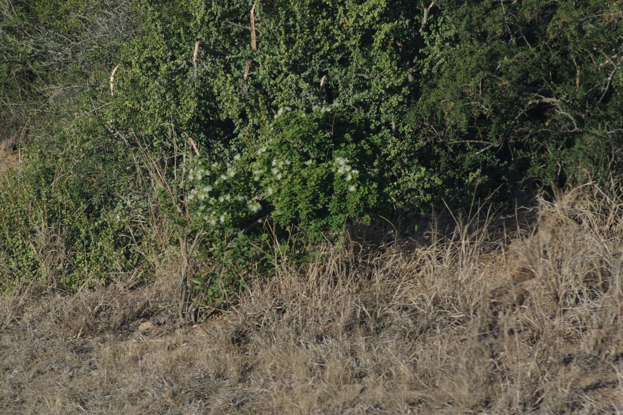 Image of Bush Maerua