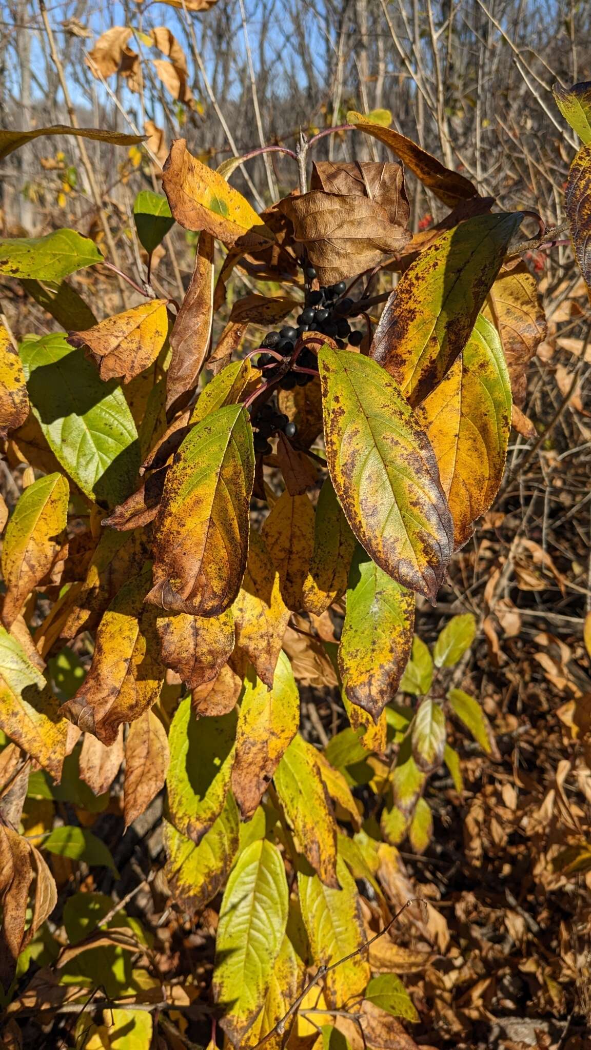 Imagem de Rhamnus utilis Decne.