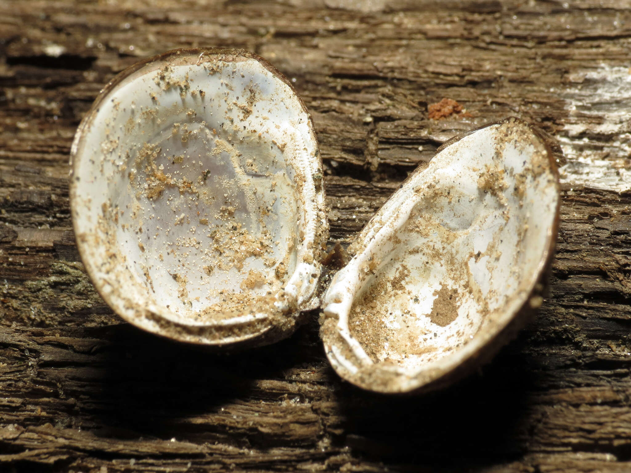 Image of Golden Freshwater Clam