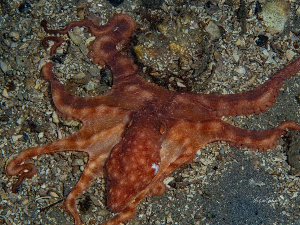 Image of southern white-spot octopus