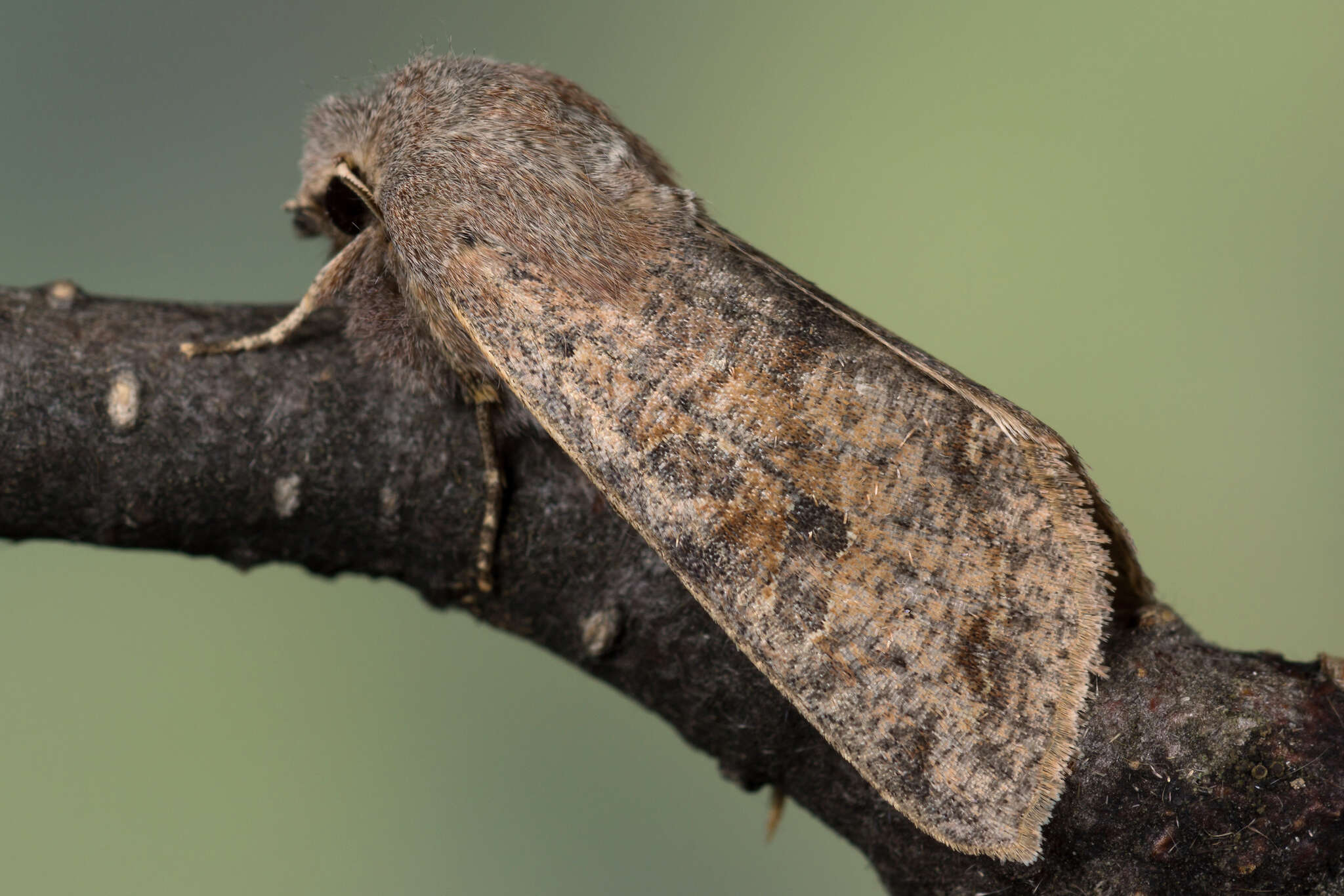 Слика од Orthosia incerta Hufnagel 1767