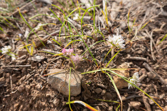 Image of Cuddy Mountain onion