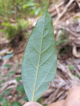 Image of Cryptocarya rigida Meisn.