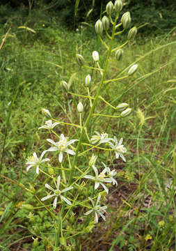 Image of Ornithogalum sphaerocarpum A. Kern.