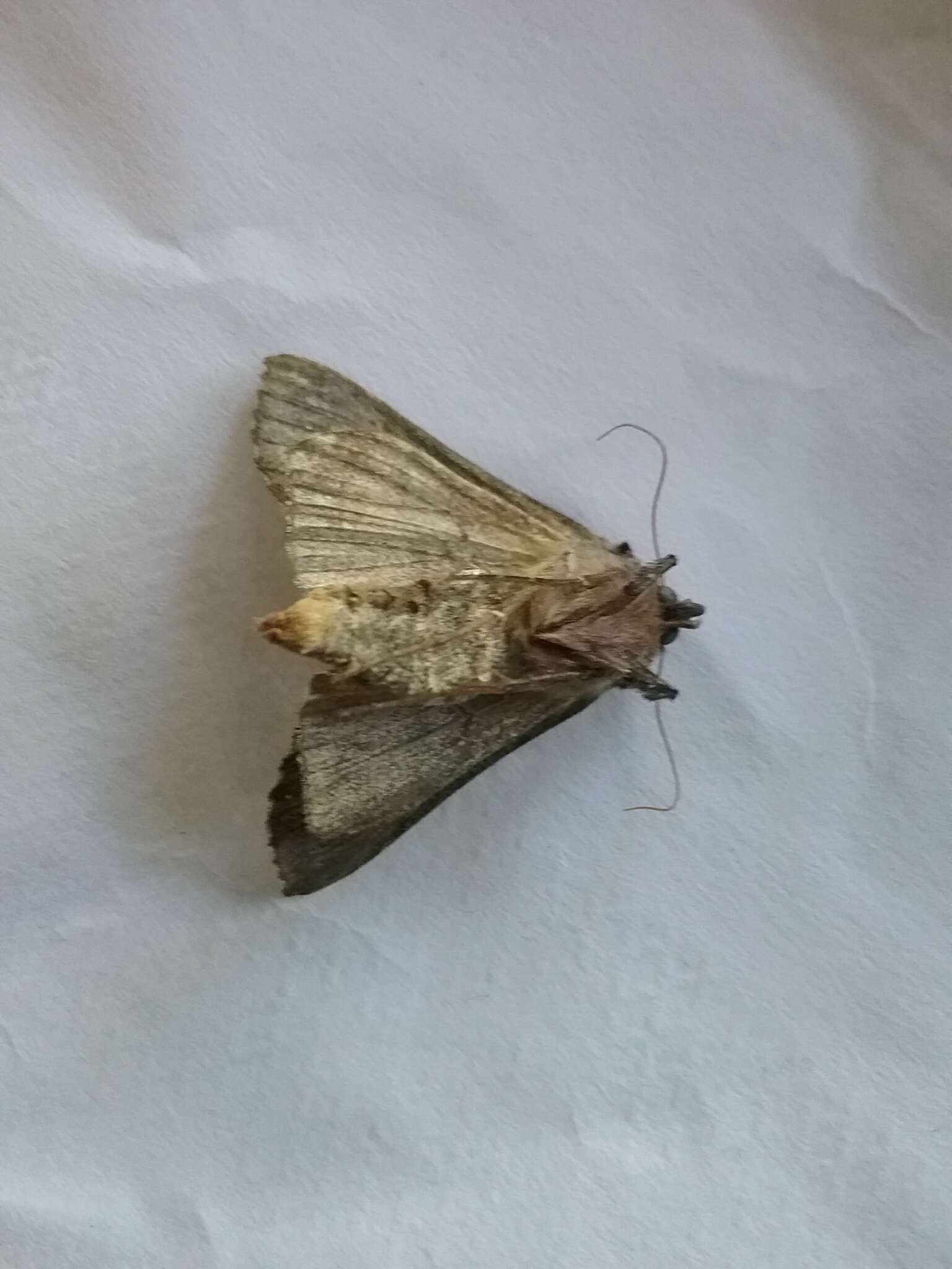 Image of Large Looper Moth, Broken-banded Y