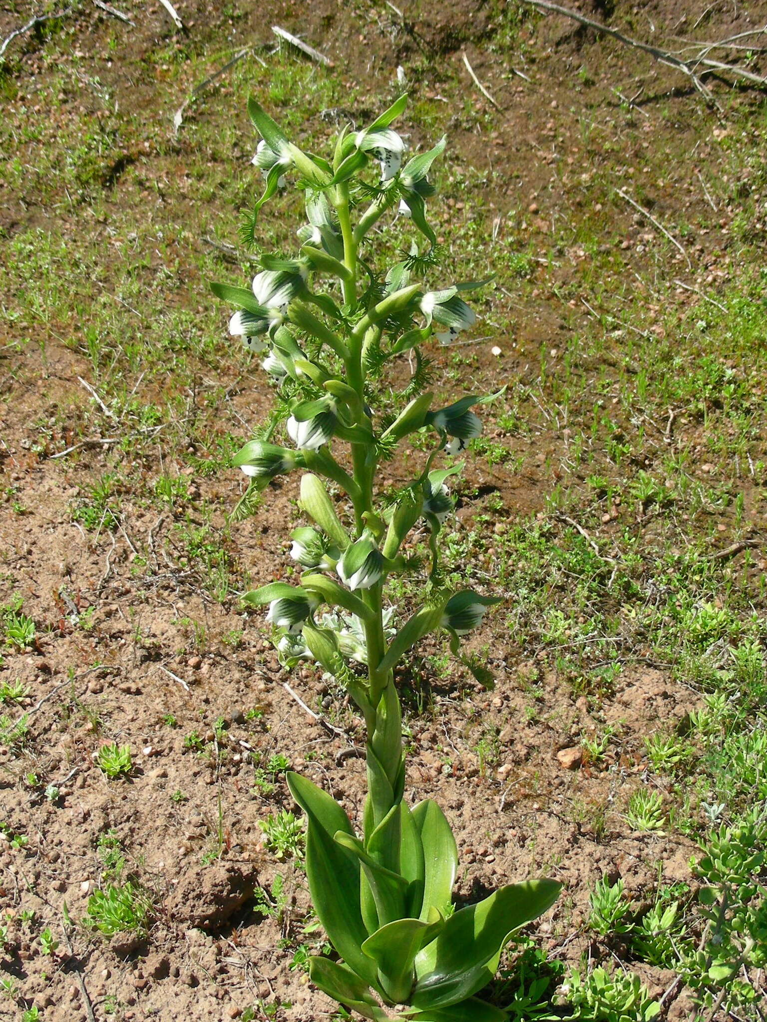 Bipinnula fimbriata (Poepp.) I. M. Johnst. resmi