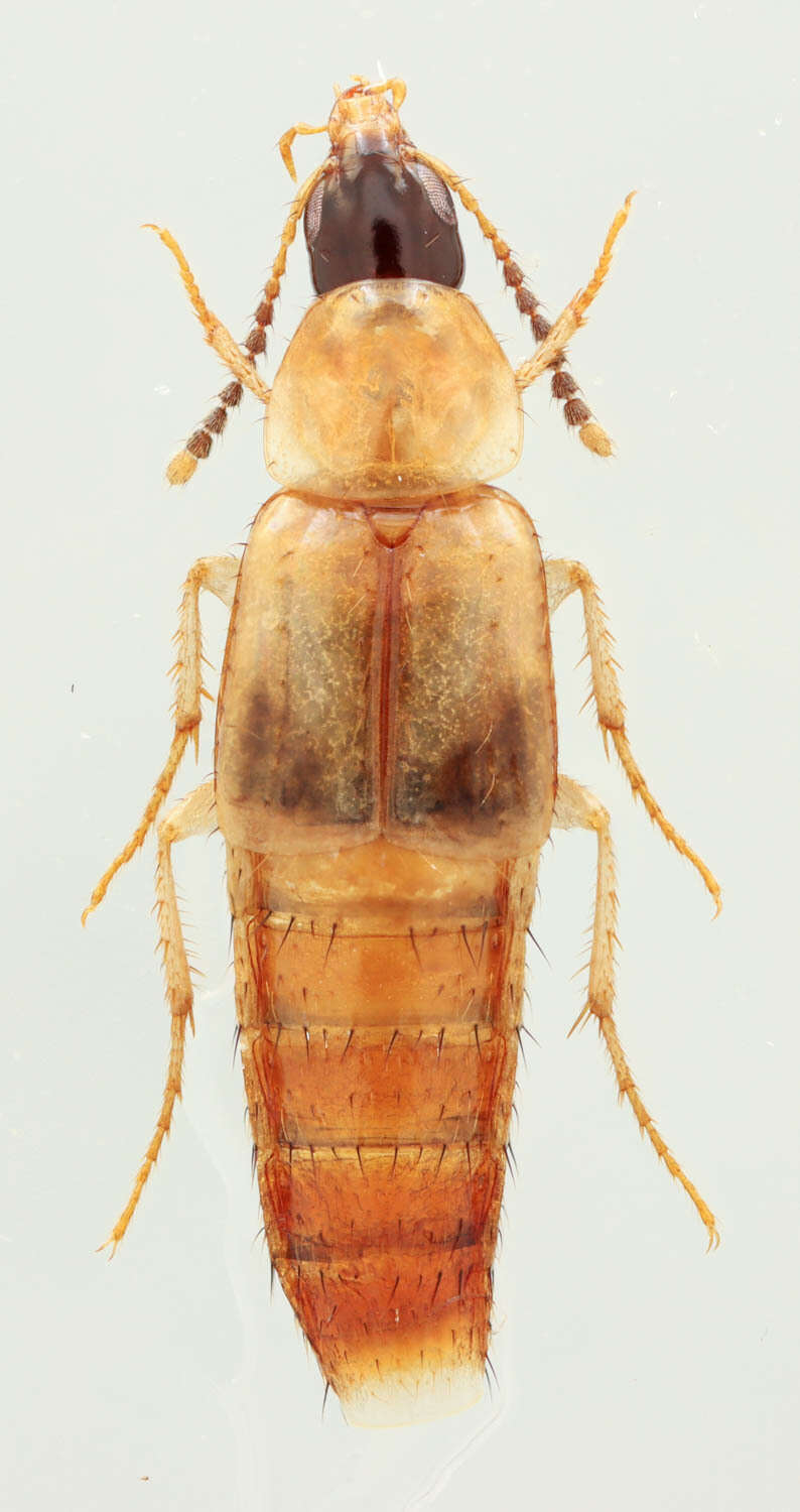 Image of Lordithon scutellaris Campbell 1982