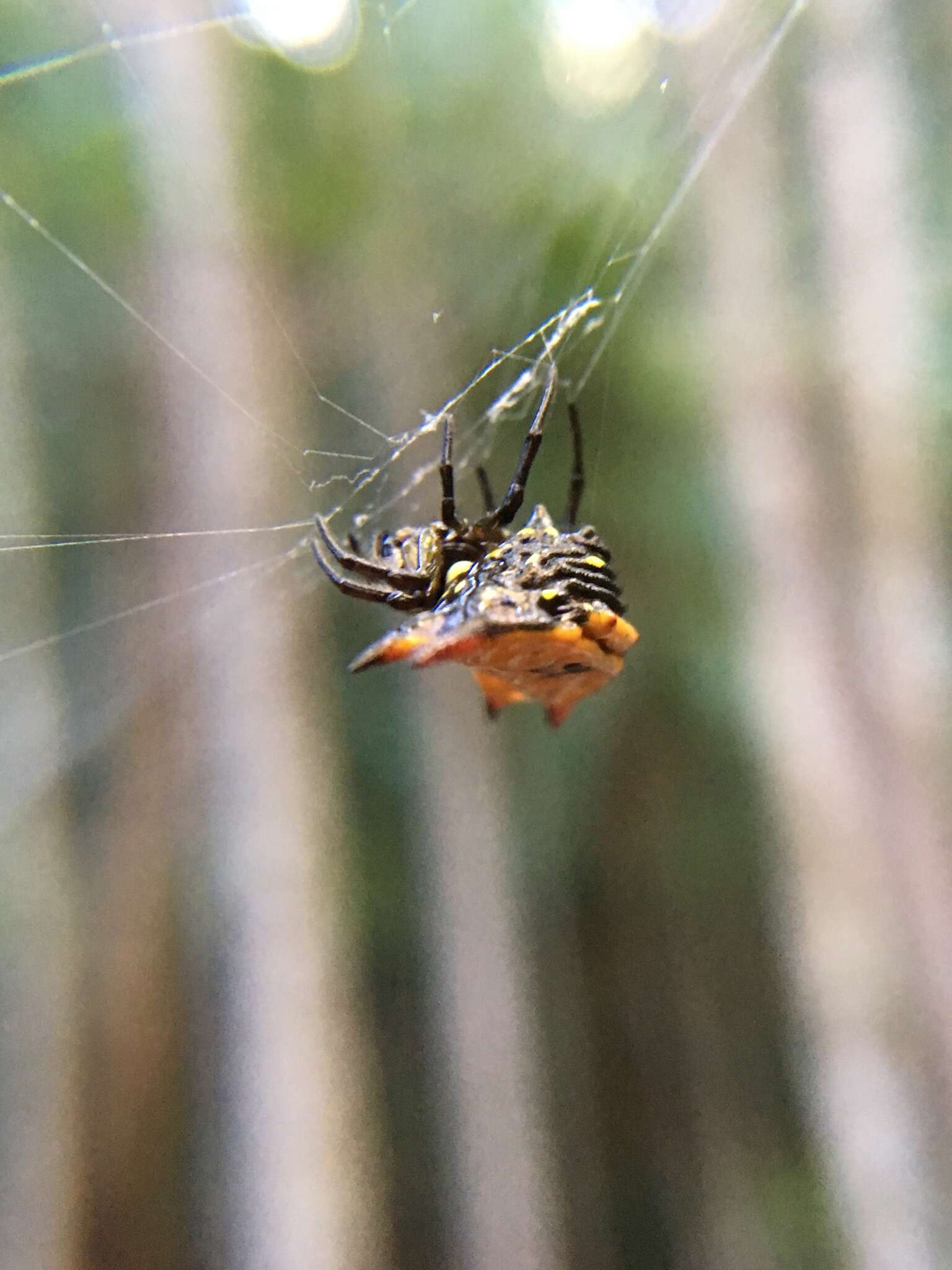 Image of Gasteracantha quadrispinosa O. Pickard-Cambridge 1879