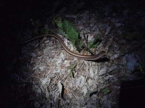 Image of Glass Lizards