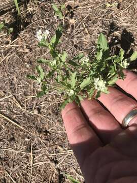 Image of Lepidium thurberi Wooton