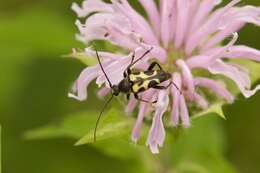 Image of Judolia cordifera (Olivier 1795)