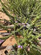 Image of Eremophila crassifolia (F. Muell.) F. Muell.