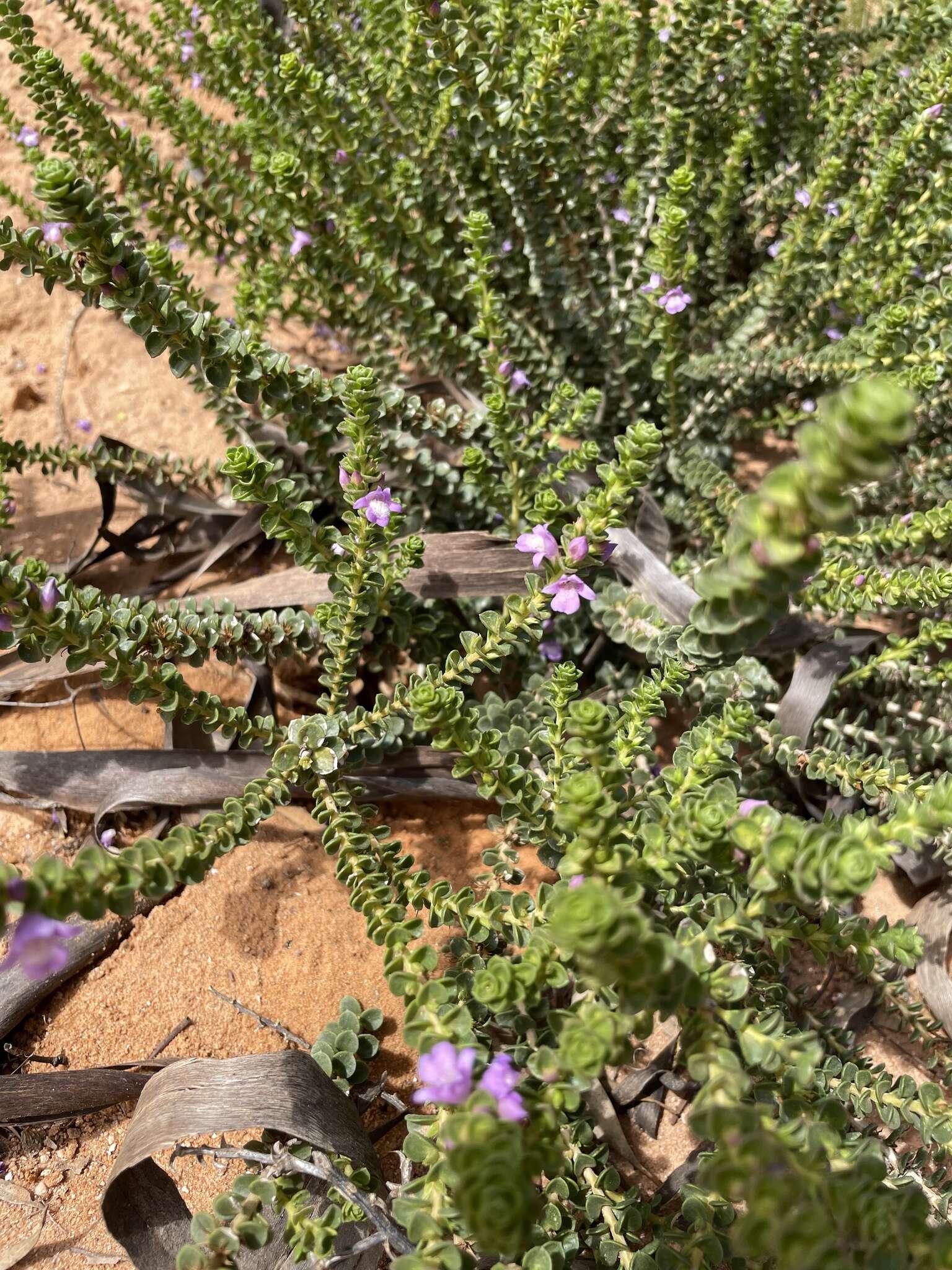 Imagem de Eremophila crassifolia (F. Muell.) F. Muell.