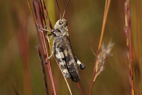 Image of Clouded Grasshopper