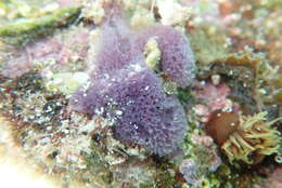 Image of lavender rope sponge