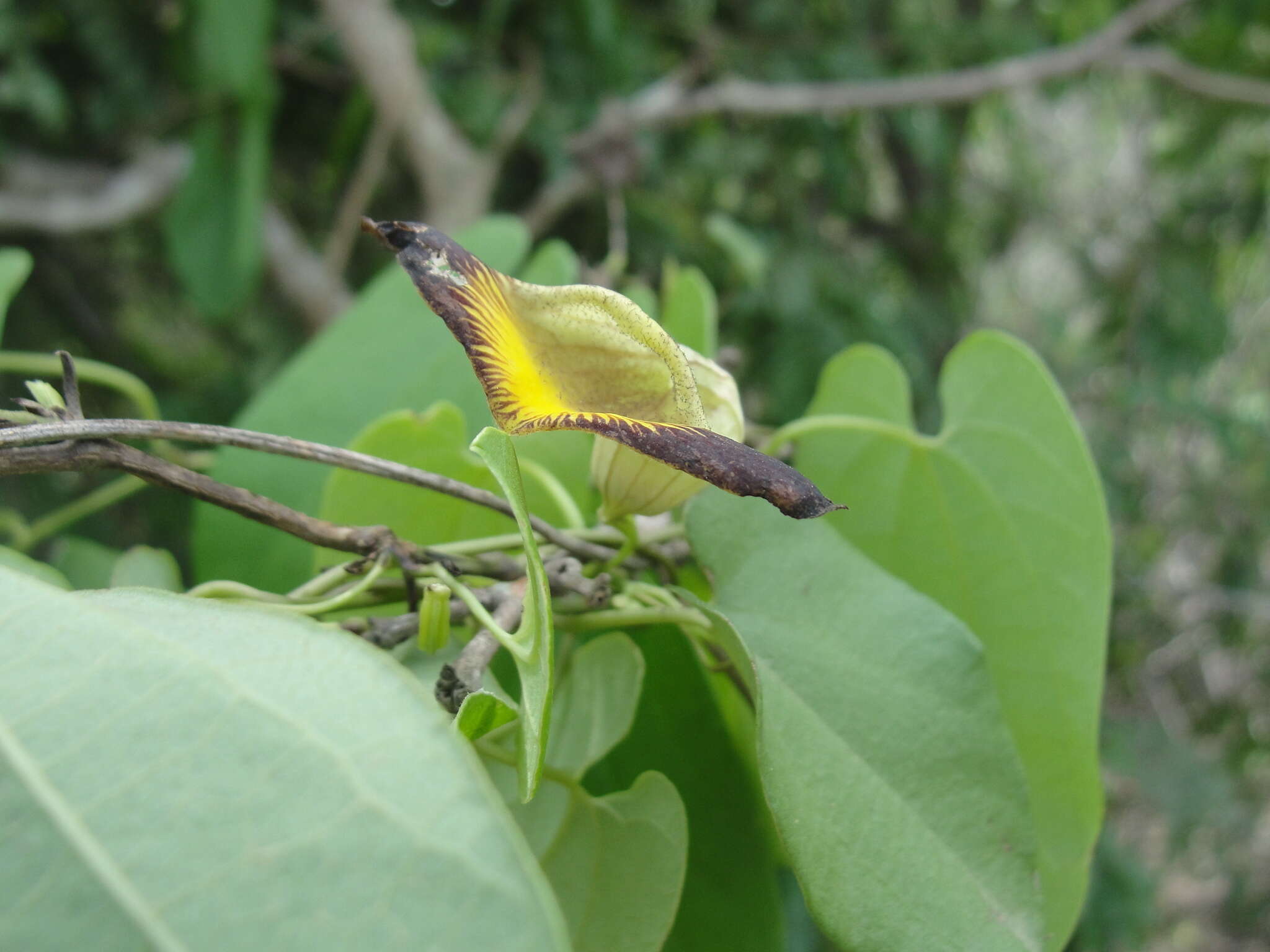 Image de Aristolochia birostris Duch.