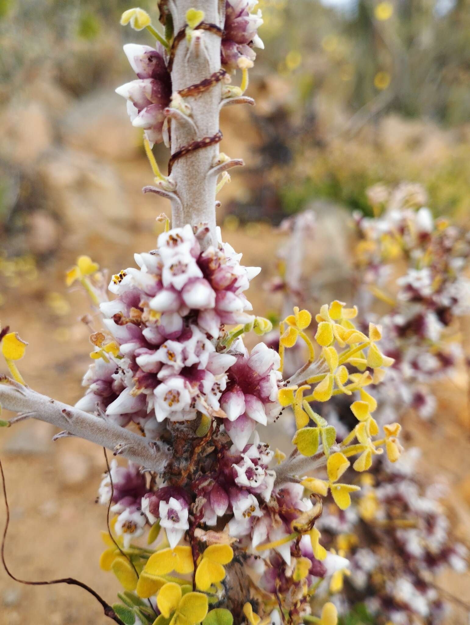 Image of Cuscuta purpurata Phil.