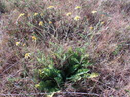 Image of Senecio hastatus L.